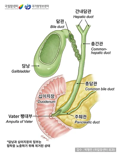 담낭·담도의 구조